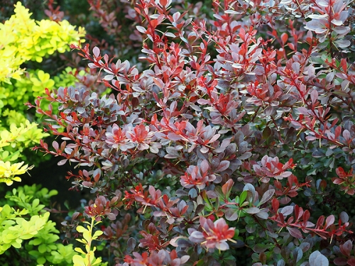 Berberis thunbergii 'Carmen'